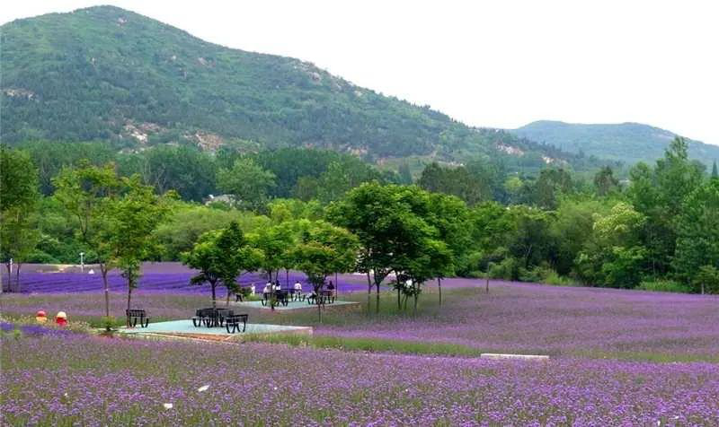 禾泉小鎮(zhèn)·米粒花世界